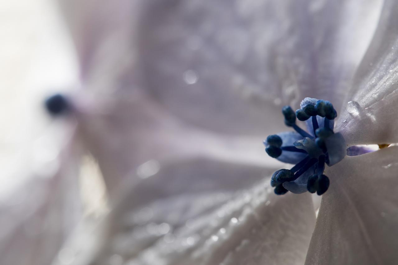Hortensias Chalets Vara Blanca Heredia Dış mekan fotoğraf
